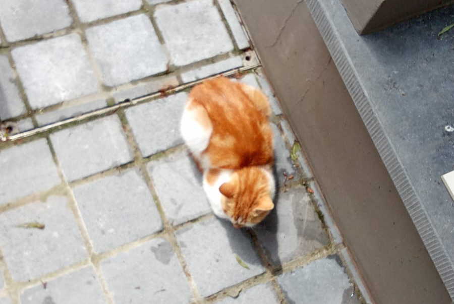 Discovery alert Cat Female Overijse Belgium