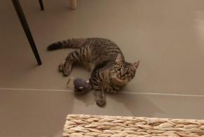 Disappearance alert Cat Female , 1 years Sion Switzerland