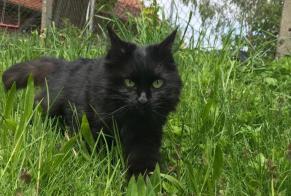 Disappearance alert Cat miscegenation Female , 8 years Le Mouret Switzerland