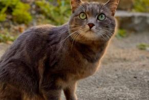 Discovery alert Cat Female Lausanne Switzerland