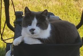 Disappearance alert Cat  Male , 6 years Souastre France