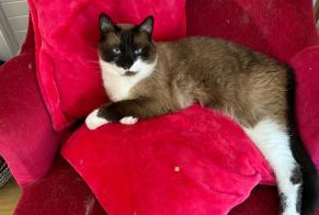 Disappearance alert Cat miscegenation Female , 5 years Poitiers France