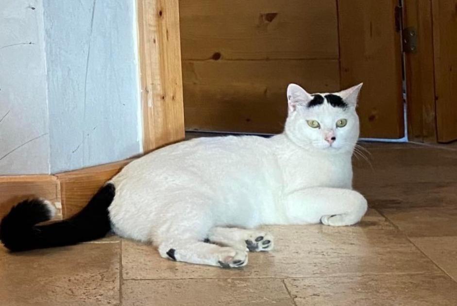 Disappearance alert Cat Male , 4 years Le Grau-du-Roi France