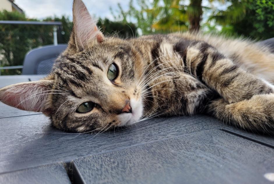 Disappearance alert Cat  Male , 1 years Saint-Germain-sur-Morin France