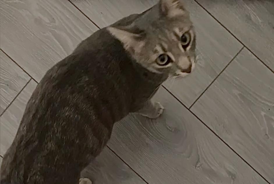 Disappearance alert Cat Male , 2 years Martigny Switzerland