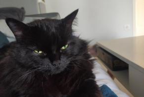 Disappearance alert Cat Male , 6 years Taponas France