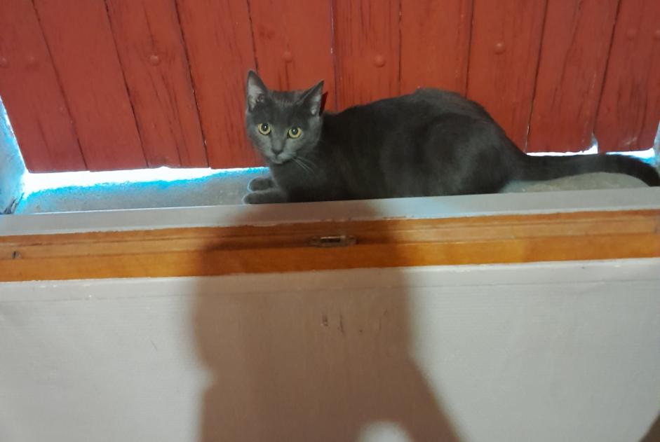 Disappearance alert Cat  Female , 1 years Champlay France