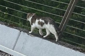 Discovery alert Cat Unknown Pully Switzerland