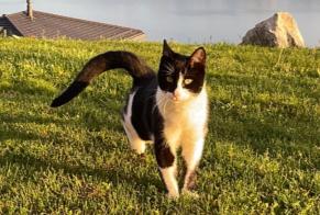 Disappearance alert Cat  Male , 1 years Bourg-en-Lavaux Switzerland