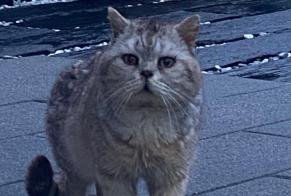 Discovery alert Cat  Unknown Vionnaz Switzerland
