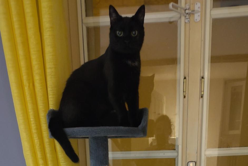 Disappearance alert Cat miscegenation Female , 1 years Houdan France