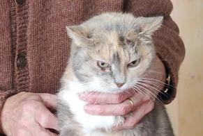 Disappearance alert Cat  Female , 14 years Auxerre France
