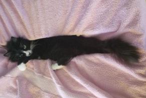 Disappearance alert Cat Female , 2 years Loix France