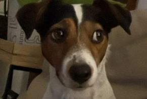 Disappearance alert Dog  Female , 5 years Thônex Switzerland