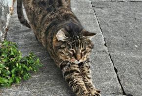 Disappearance alert Cat  Male , 15 years Blonay - Saint-Légier Switzerland