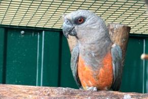 Disappearance alert Bird Male , 2024 years Bourg-en-Lavaux Switzerland