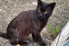 Discovery alert Cat Male , 3 years Porrentruy Switzerland
