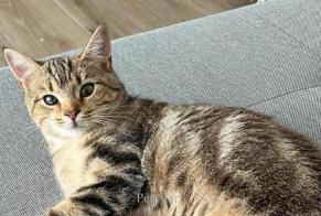 Disappearance alert Cat  Female , 1 years Châtel-Saint-Denis Switzerland