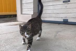 Discovery alert Cat Female , Between 9 and 12 months Rochefort Switzerland