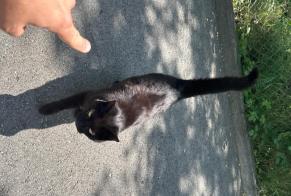 Discovery alert Cat Male Fribourg Switzerland