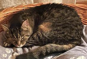 Disappearance alert Cat  Female , 15 years La Chaux-de-Fonds Switzerland