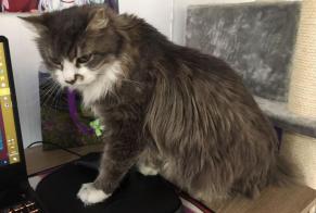 Discovery alert Cat Male , 15 years Orbe Switzerland