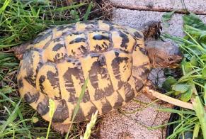 Disappearance alert Tortoise Male , 2024 years Jorat-Menthue Switzerland