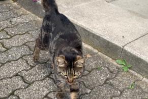 Discovery alert Cat Unknown Fribourg Switzerland