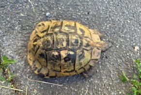 Discovery alert Tortoise Male Bex Switzerland
