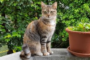 Disappearance alert Cat Female , 7 years Lausanne Switzerland