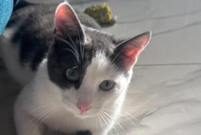 Disappearance alert Cat Male , 1 years Marcilly-sur-Tille France