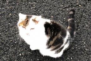 Disappearance alert Cat miscegenation Male , 8 years Porrentruy Switzerland