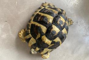Discovery alert Tortoise Female Genève Switzerland