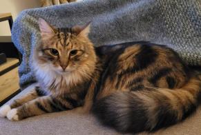 Disappearance alert Cat Male , 3 years Nyon Switzerland