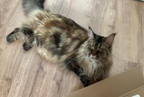 Disappearance alert Cat  Female , 5 years Le Noirmont Switzerland