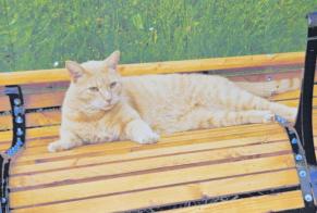 Disappearance alert Cat  Male , 12 years Vallorbe Switzerland