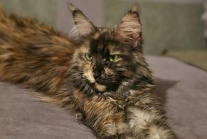 Disappearance alert Cat  Female , 3 years Bottens Switzerland