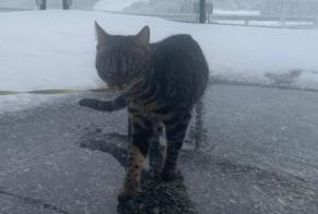 Disappearance alert Cat  Female , 4 years Saint-Aubin Switzerland