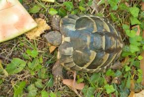 Discovery alert Tortoise Unknown Puidoux Switzerland