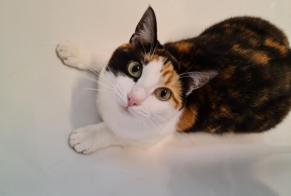 Disappearance alert Cat Female , 2 years La Chaux-de-Fonds Switzerland