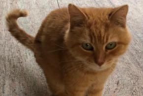 Discovery alert Cat Male Hautemorges Switzerland