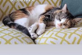 Disappearance alert Cat  Female , 1 years Neuchâtel Switzerland