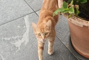 Discovery alert Cat miscegenation Female Montagny Switzerland