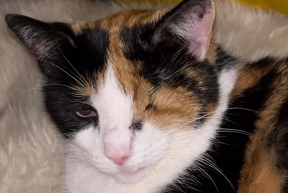 Disappearance alert Cat  Female , 12 years Pont-en-Ogoz Switzerland