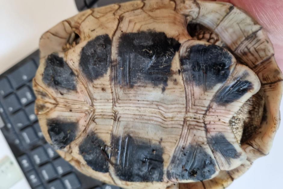 Discovery alert Tortoise Male Fribourg Switzerland