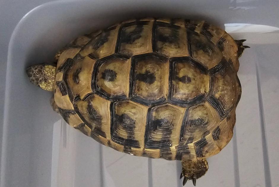 Discovery alert Tortoise Male Fribourg Switzerland