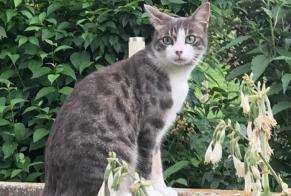 Disappearance alert Cat Female , 1 years Villorsonnens Switzerland