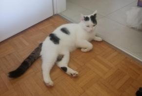 Discovery alert Cat Female La Neuveville Switzerland