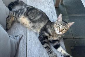 Disappearance alert Cat Male , 0 years Collex-Bossy Switzerland