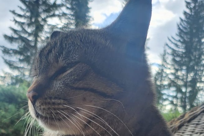 Disappearance alert Cat Male , 7 years Crans-Montana Switzerland